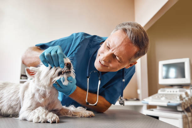 Best Emergency Dental Services for Seniors in Oakley, CA